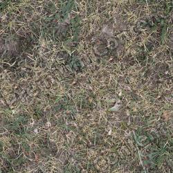 High Resolution Seamless Grass Texture